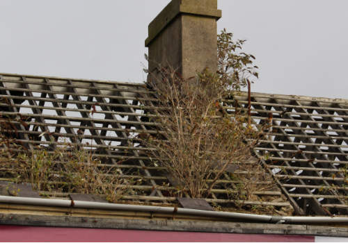 The different types of RICS reports
